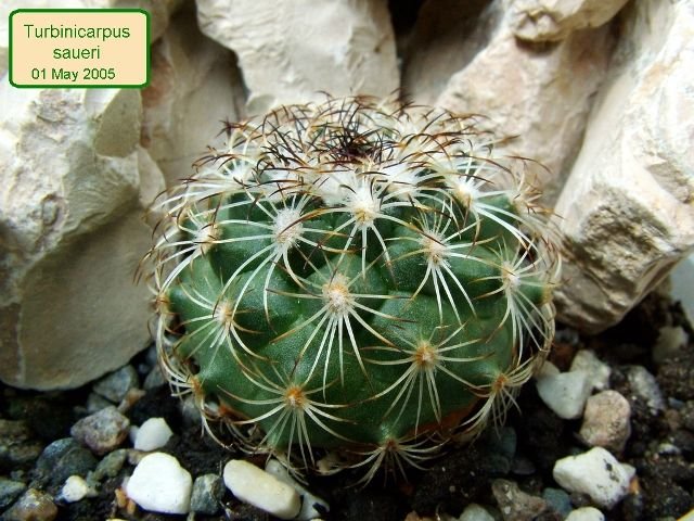 Turbinicarpus _saueri_ 01